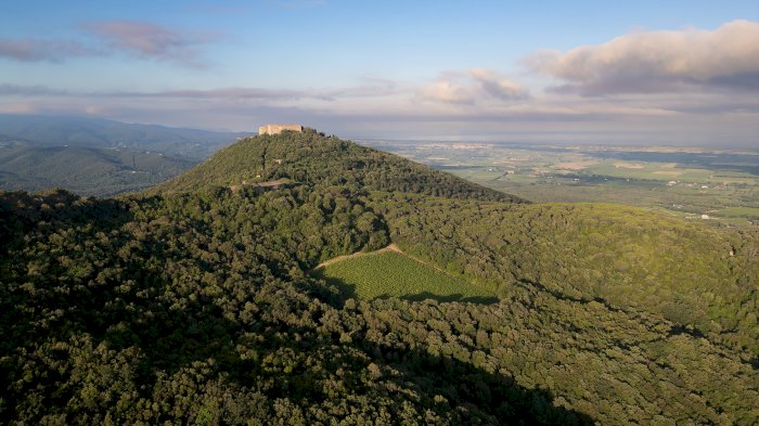 Tenuta San Guido - Vintage Release