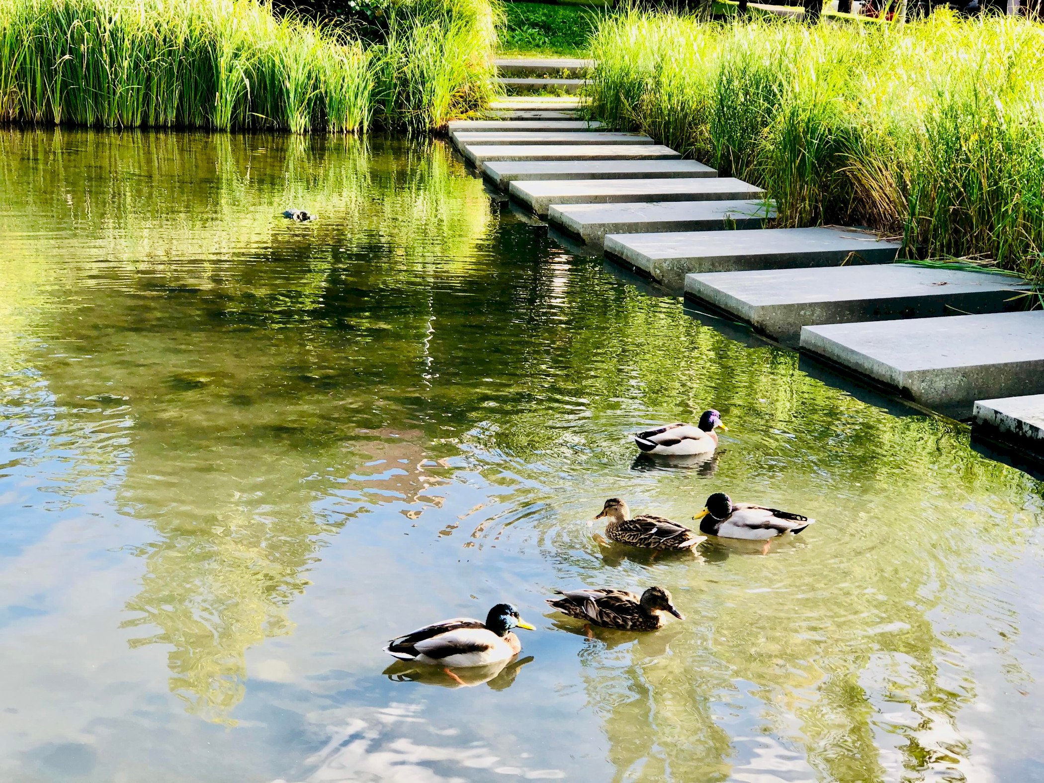 Kurs: Vann og juss – hvilken plass har naturbaserte løsninger i lovverket?