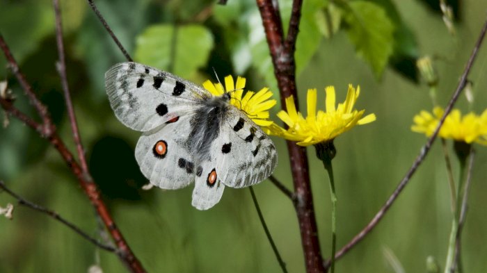 Sommertreff NEF - Seljord