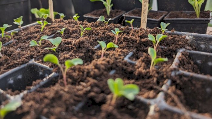 Fagdag småskalaproduksjon grønt