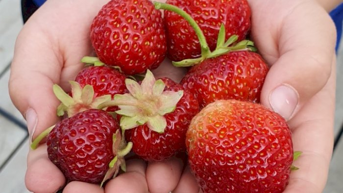 Produksjon av jordbær og bringebær.