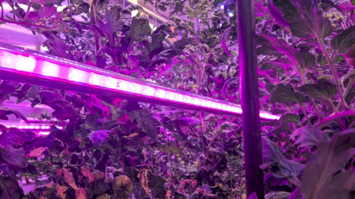 Lys til oppal av småplanter