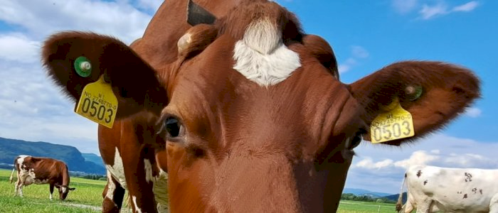 Løsdriftsløsninger i små og mellomstore storfebesetninger - Digitale gårdsbesøk