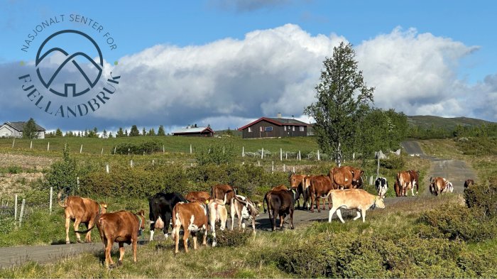 Stølsfagdag Valdres