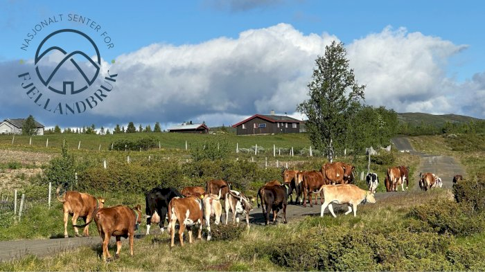 Seterfagdag Øvre Buskerud