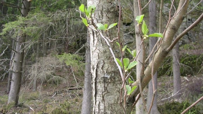 Byneset tregruppe kveld 2