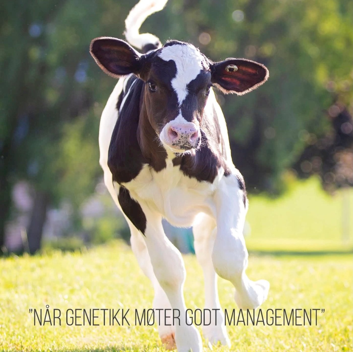 Kongress og årsmøtehelg 2027- Norsk Holstein