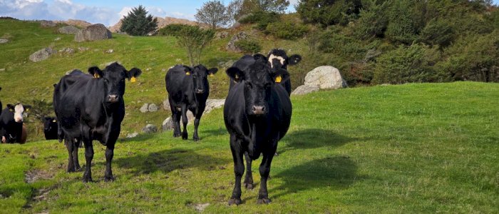 Webinar: Hvor blir pengene av? Økonomisk innsikt for ammekuprodusenter