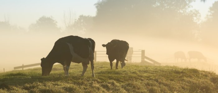 Agrovisjon