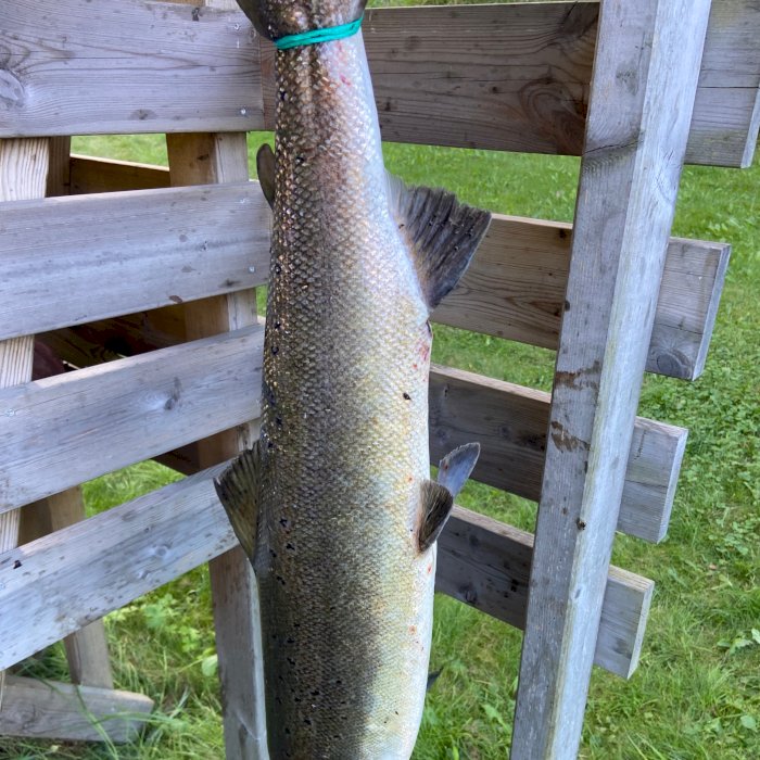 Laksefiske
