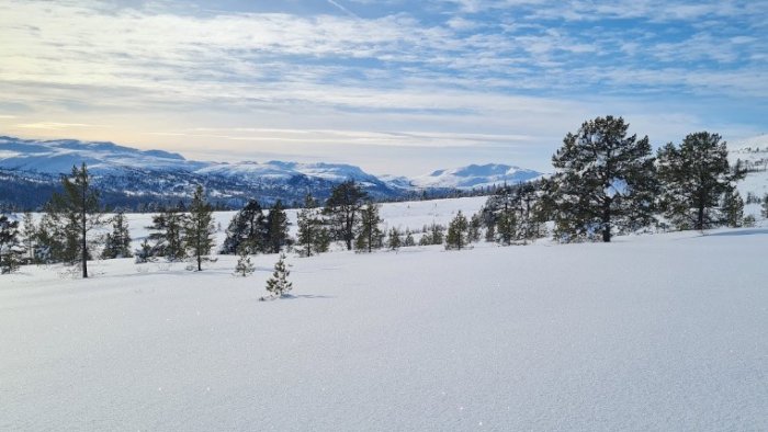 Førjulskveld på Søvassli Fjellsenter