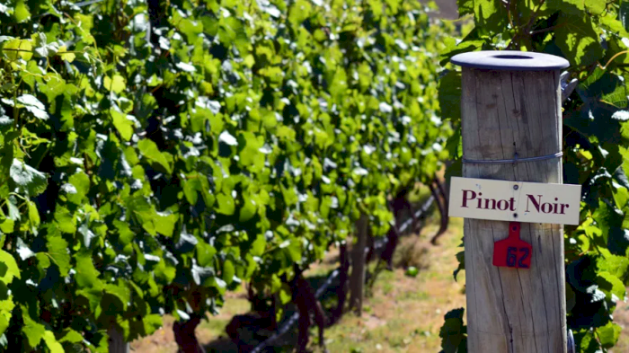 Vinkurs - "Pinot fra hele verden med Liora Levi"