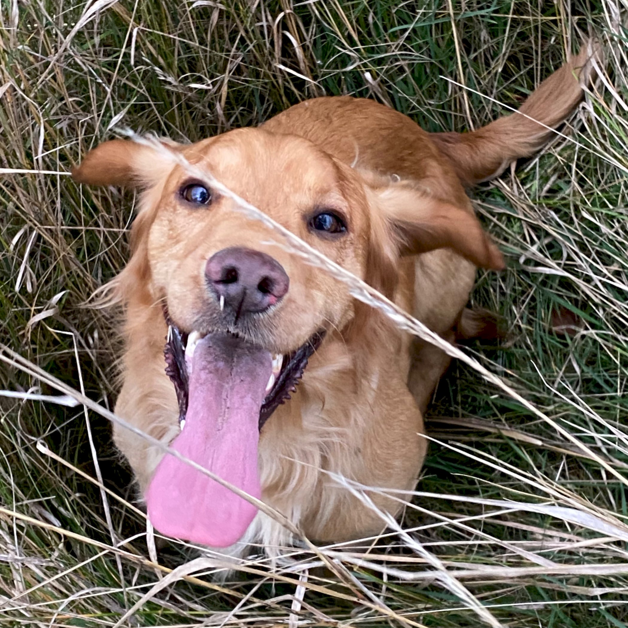 Treningsgruppe spaniel, onsdager 16.00 - 18.00