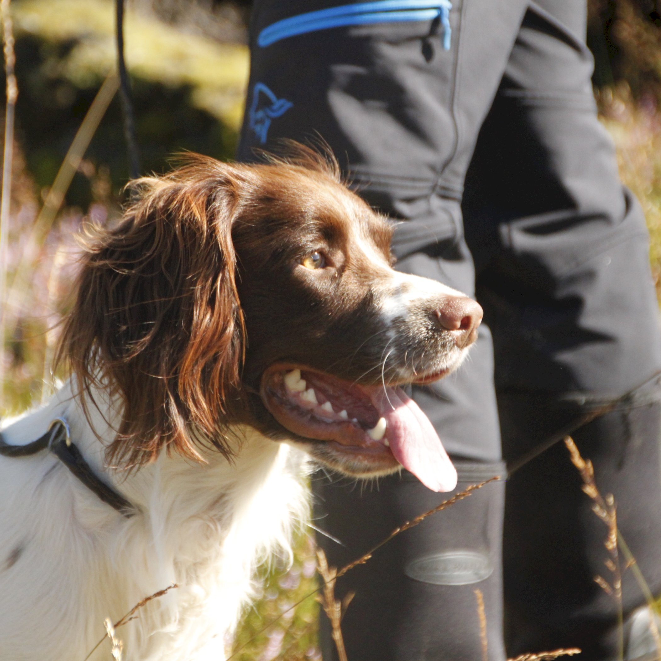 Spanielgruppe videregående, fredager 10.00 - 12.00